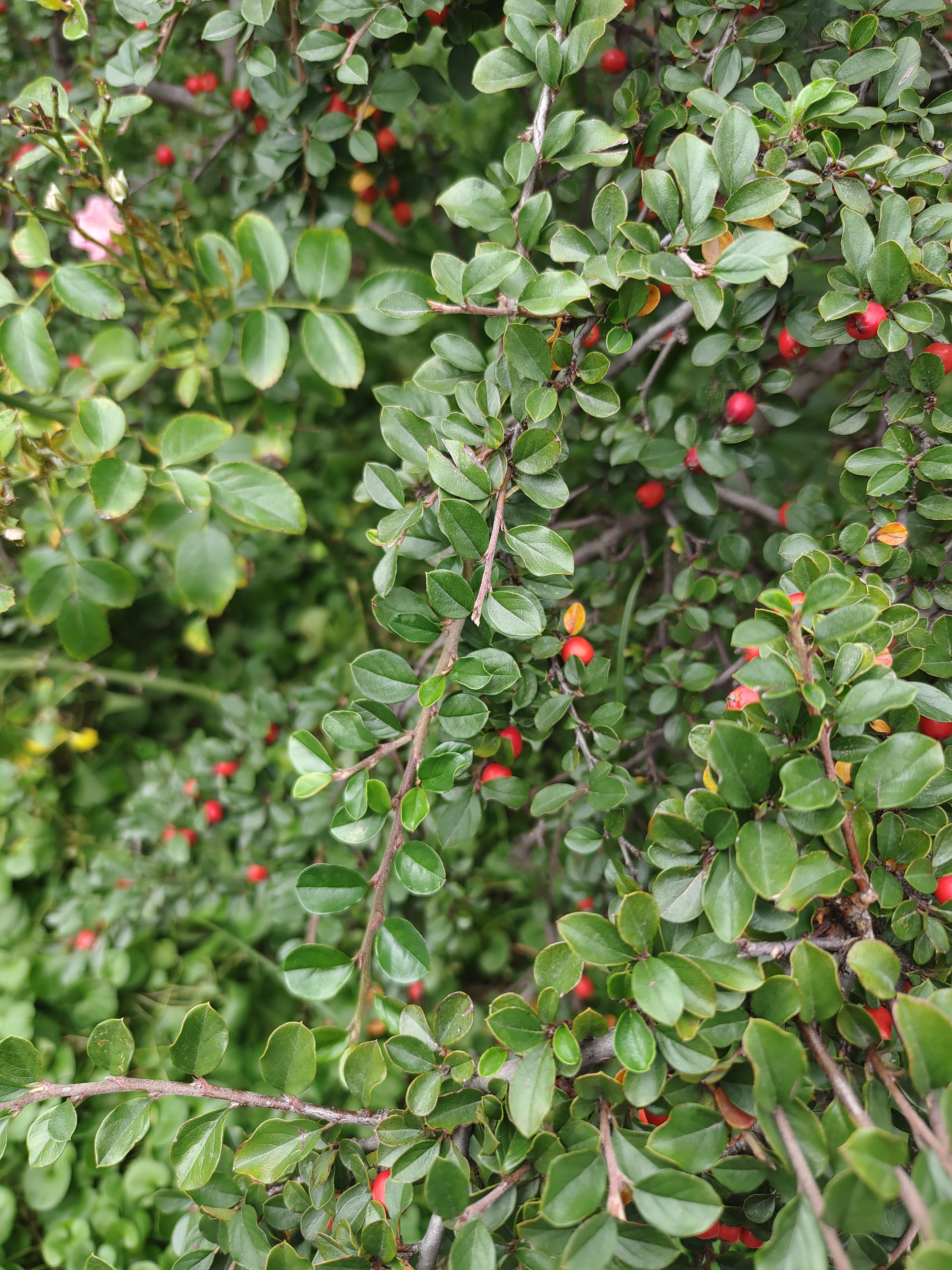 平枝栒子 平枝栒子